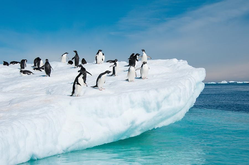 What Cruise Lines Go to Antarctica? The Complete 2026 Expedition Guide